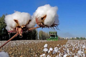停用新疆棉花的六大事实，西方国家和中国新疆棉花过不去