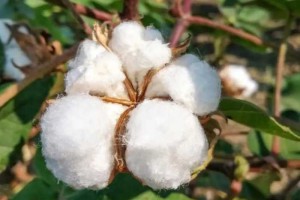 新疆棉花有多好，自己还不够用，为何还要给别的国家使用？