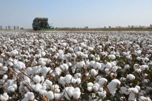 为什么抵制新疆棉花？看完这篇就懂了