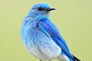 蓝色的精灵！被称为&#34;上帝之鸟&#34;，美丽的蓝色知更鸟赏析